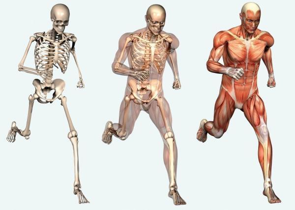 human-body-muscles-and-bones-muscles-and-bones-illustration-for-kids